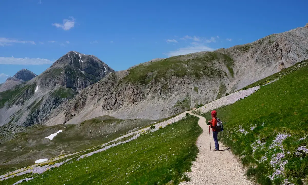 Escursionista sul cammino del Gran Sasso, tra prati verdi e fiori viola, con imponenti montagne sullo sfondo.