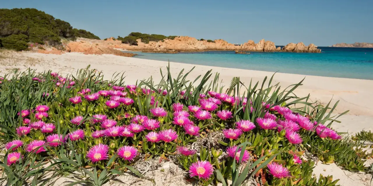 Fiori rosa vivaci su una spiaggia sabbiosa dell'isola di Budelli, con acque turchesi e rocce rosse sullo sfondo.
