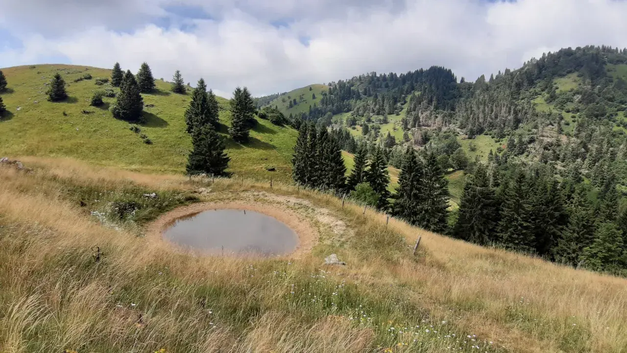 Un laghetto alpino circondato da erba dorata e abeti, ideale per le tue passeggiate in Veneto.