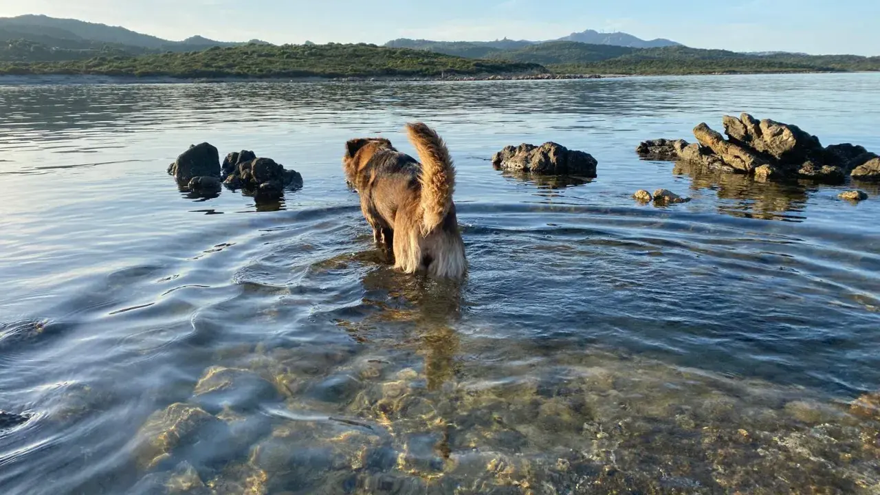 Un cane esplora le acque basse di una spiaggia per cani in Sardegna, con rocce e colline sullo sfondo.