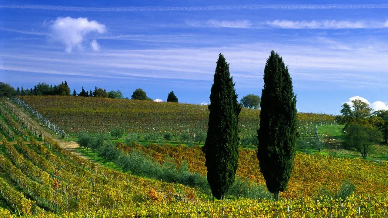 Un paesaggio collinare toscano con vigneti dorati e cipressi slanciati, perfetto per una gita fuori porta.