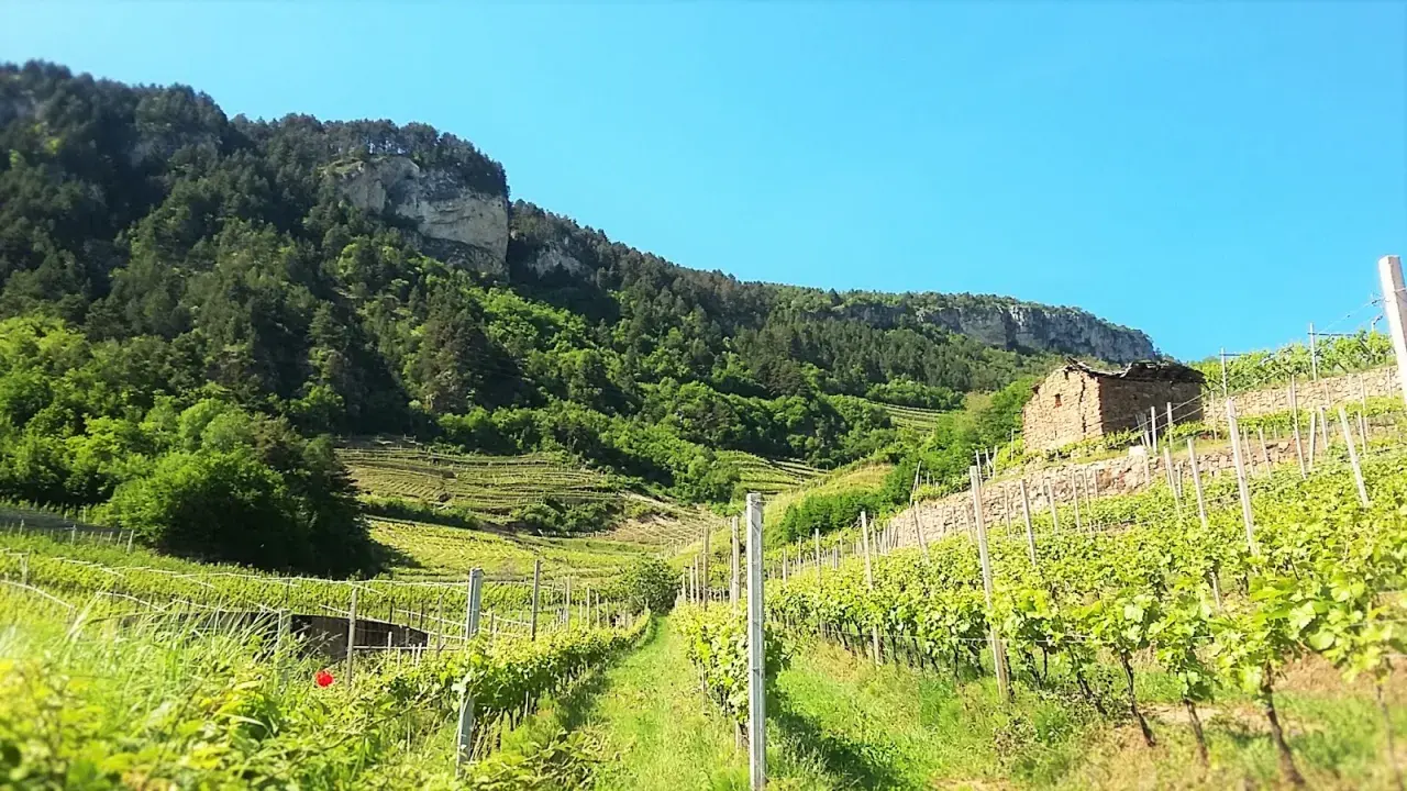 Vigneti terrazzati nel Val di Cembra, con un antico casale in pietra e una montagna boscosa sullo sfondo.