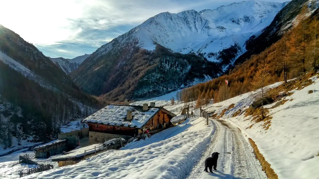 Un cane nero cammina su una strada innevata in Val di Fosse, vicino a un rifugio alpino con tetto coperto di neve. Montagne imponenti sullo sfondo.