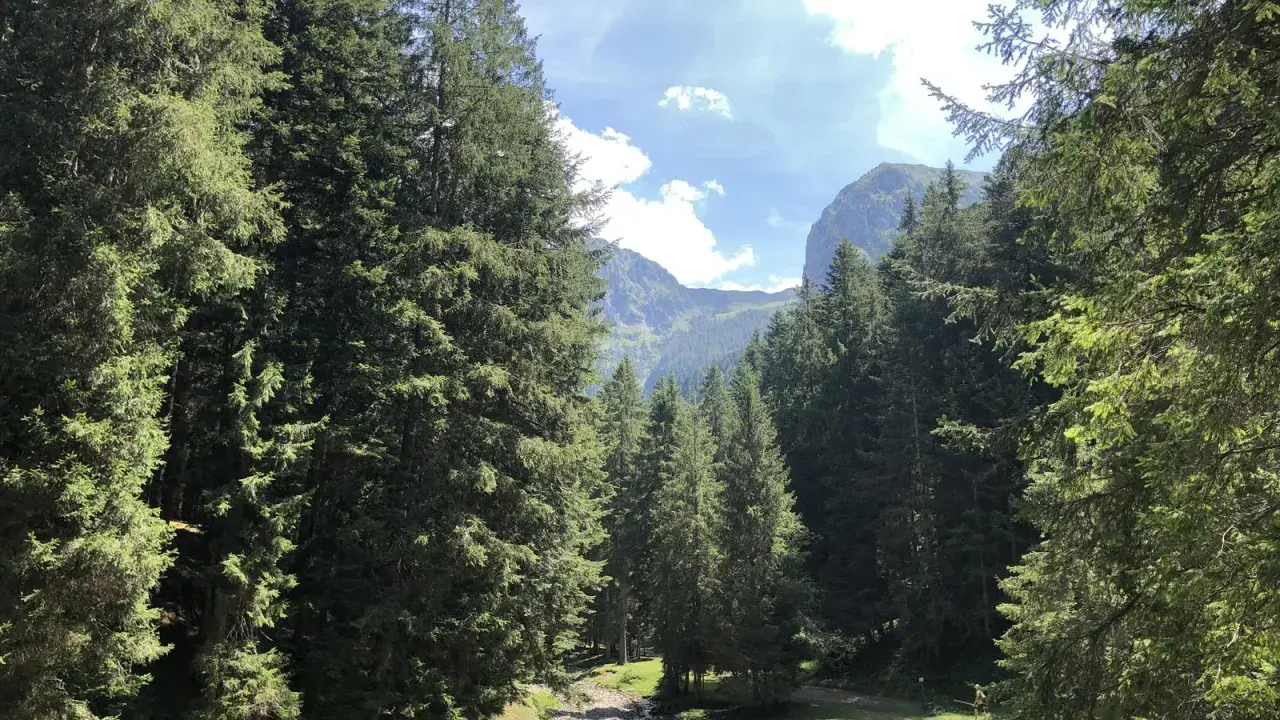 Spiazzi di Gromo: un sentiero tra abeti secolari porta a un torrente, con montagne sullo sfondo. Perfetto per le passeggiate.