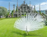 Pavone bianco in mostra su un prato verde davanti a un palazzo barocco, un'immagine iconica di cosa vedere sull'Isola Madre.