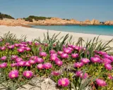 Fiori rosa vivaci su una spiaggia sabbiosa dell'isola di Budelli, con acque turchesi e rocce rosse sullo sfondo.