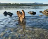 Un cane esplora le acque basse di una spiaggia per cani in Sardegna, con rocce e colline sullo sfondo.