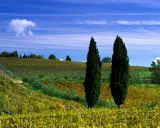 Un paesaggio collinare toscano con vigneti dorati e cipressi slanciati, perfetto per una gita fuori porta.