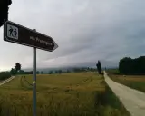 Segnale della Via Francigena indica il cammino attraverso campi dorati e un viale di cipressi sotto un cielo nuvoloso.