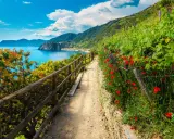 Sentiero fiorito con papaveri rossi e vista sul mare, ideale per un'escursione alle Cinque Terre.