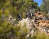 Ciclista su un sentiero sterrato, tra rocce e pini, esplora i percorsi MTB Toscana.
