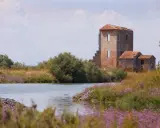 Rovine di un antico casale tra canneti e fiori viola, un paesaggio suggestivo che ricorda i paesi belli vicino a Ferrara.