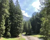 Spiazzi di Gromo: un sentiero tra abeti secolari porta a un torrente, con montagne sullo sfondo. Perfetto per le passeggiate.