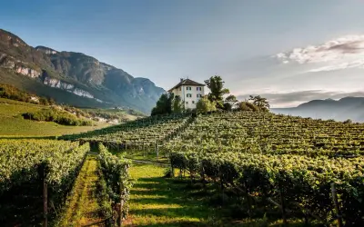 Vigneti rigogliosi su dolci colline, una casa isolata in cima. Perfetto per un tour enogastronomico Toscana.