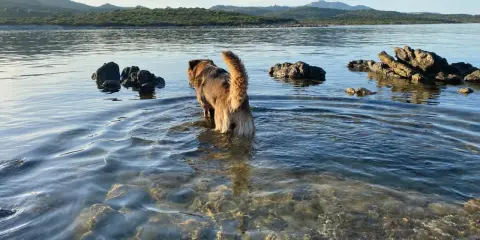 Un cane esplora le acque basse di una spiaggia per cani in Sardegna, con rocce e colline sullo sfondo.
