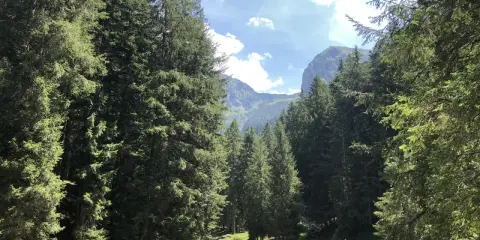 Spiazzi di Gromo: un sentiero tra abeti secolari porta a un torrente, con montagne sullo sfondo. Perfetto per le passeggiate.