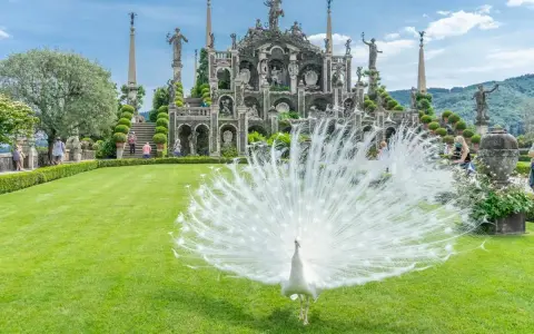 Pavone bianco in mostra su un prato verde davanti a un palazzo barocco, un'immagine iconica di cosa vedere sull'Isola Madre.