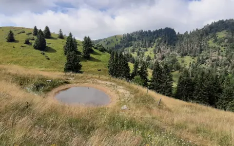 Un laghetto alpino circondato da erba dorata e abeti, ideale per le tue passeggiate in Veneto.