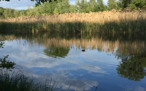 Acqua calma riflette cielo e canneti dorati, un'oasi della bruschera tranquilla e rigogliosa.