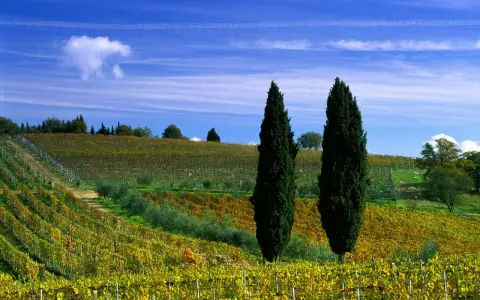Un paesaggio collinare toscano con vigneti dorati e cipressi slanciati, perfetto per una gita fuori porta.