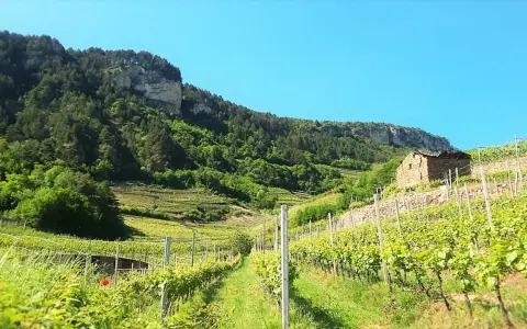 Vigneti terrazzati nel Val di Cembra, con un antico casale in pietra e una montagna boscosa sullo sfondo.