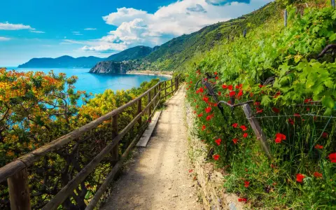 Sentiero fiorito con papaveri rossi e vista sul mare, ideale per un'escursione alle Cinque Terre.