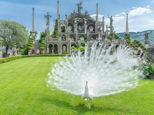 Pavone bianco in mostra su un prato verde davanti a un palazzo barocco, un'immagine iconica di cosa vedere sull'Isola Madre.