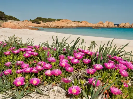 Fiori rosa vivaci su una spiaggia sabbiosa dell'isola di Budelli, con acque turchesi e rocce rosse sullo sfondo.