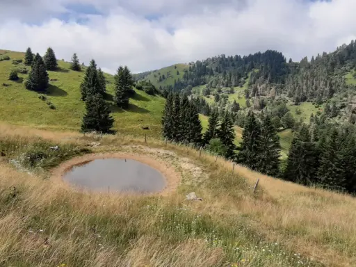 Un laghetto alpino circondato da erba dorata e abeti, ideale per le tue passeggiate in Veneto.