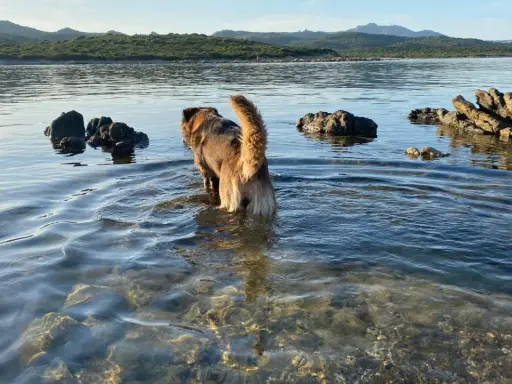 Un cane esplora le acque basse di una spiaggia per cani in Sardegna, con rocce e colline sullo sfondo.