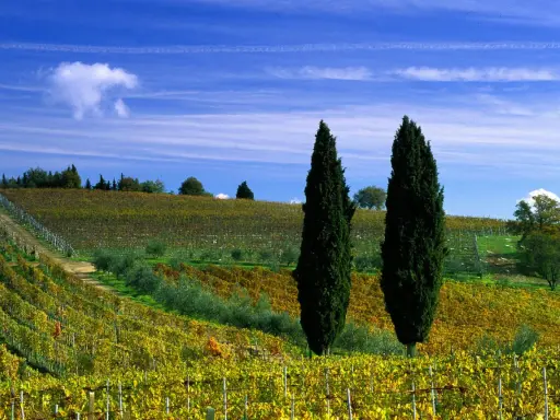 Un paesaggio collinare toscano con vigneti dorati e cipressi slanciati, perfetto per una gita fuori porta.