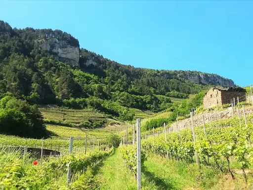 Vigneti terrazzati nel Val di Cembra, con un antico casale in pietra e una montagna boscosa sullo sfondo.
