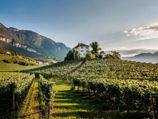 Vigneti rigogliosi su dolci colline, una casa isolata in cima. Perfetto per un tour enogastronomico Toscana.