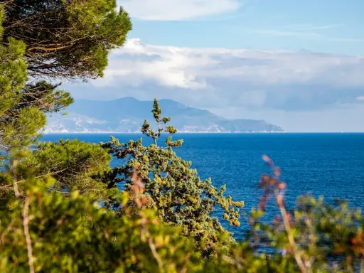 Verdeggiante vegetazione mediterranea incornicia un mare blu intenso, con una sagoma montuosa all'orizzonte, forse un'isola vicino all'Elba.
