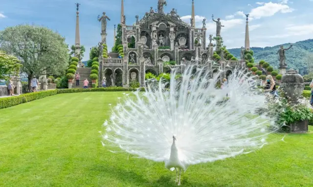Pavone bianco in mostra su un prato verde davanti a un palazzo barocco, un'immagine iconica di cosa vedere sull'Isola Madre.