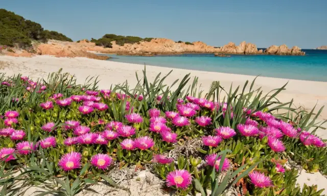 Fiori rosa vivaci su una spiaggia sabbiosa dell'isola di Budelli, con acque turchesi e rocce rosse sullo sfondo.