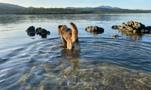 Un cane esplora le acque basse di una spiaggia per cani in Sardegna, con rocce e colline sullo sfondo.