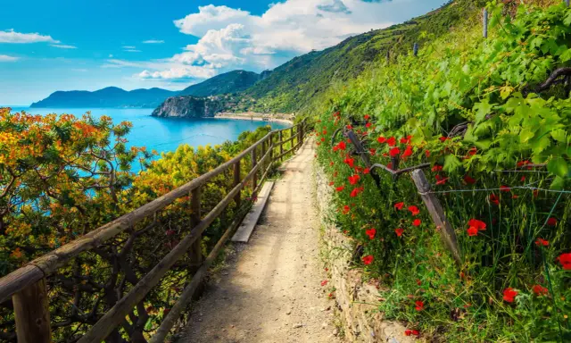 Sentiero fiorito con papaveri rossi e vista sul mare, ideale per un'escursione alle Cinque Terre.