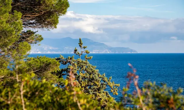 Verdeggiante vegetazione mediterranea incornicia un mare blu intenso, con una sagoma montuosa all'orizzonte, forse un'isola vicino all'Elba.
