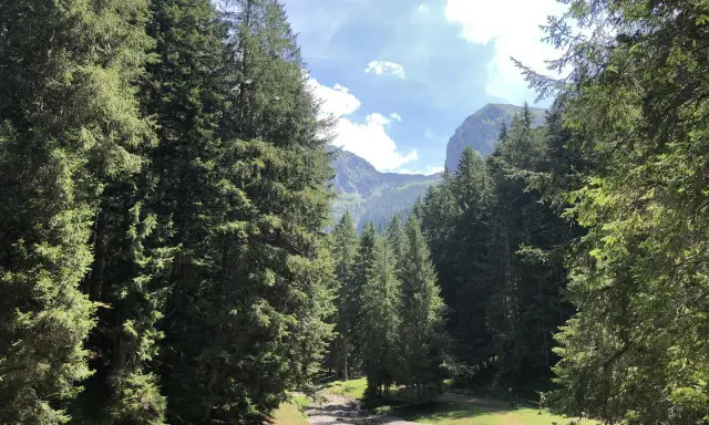 Spiazzi di Gromo: un sentiero tra abeti secolari porta a un torrente, con montagne sullo sfondo. Perfetto per le passeggiate.