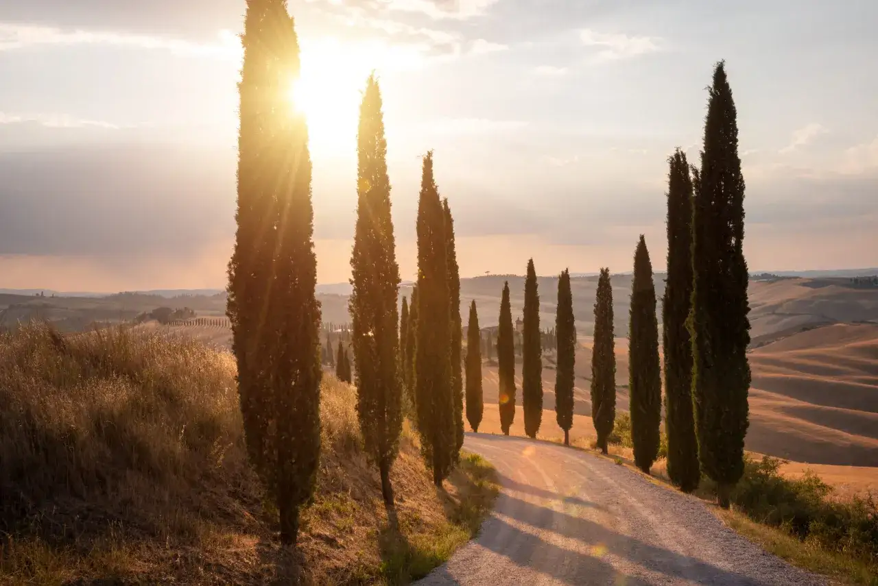 Strada sterrata fiancheggiata da cipressi, con dolci colline e campi dorati sotto un sole caldo. Bellissimi paesaggi toscani al tramonto.
