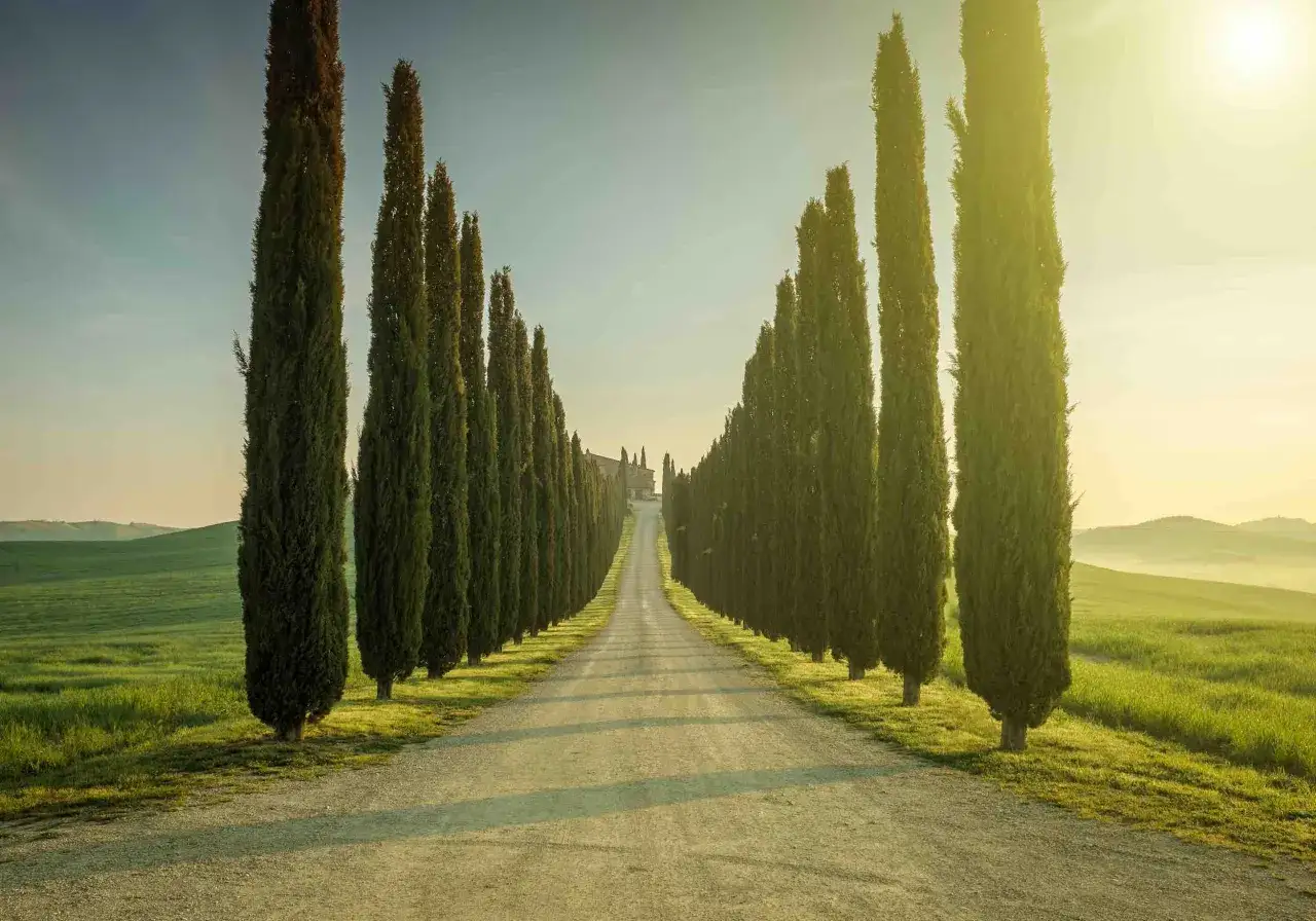 Viale di cipressi in Toscana, un'icona per chi cerca cosa visitare in Toscana in 1 giorno, con dolci colline verdi e un casale in lontananza.