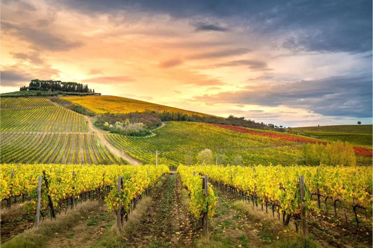 Vigneti dorati e rossi si estendono sulle dolci colline del Chianti, sotto un cielo drammatico al tramonto.