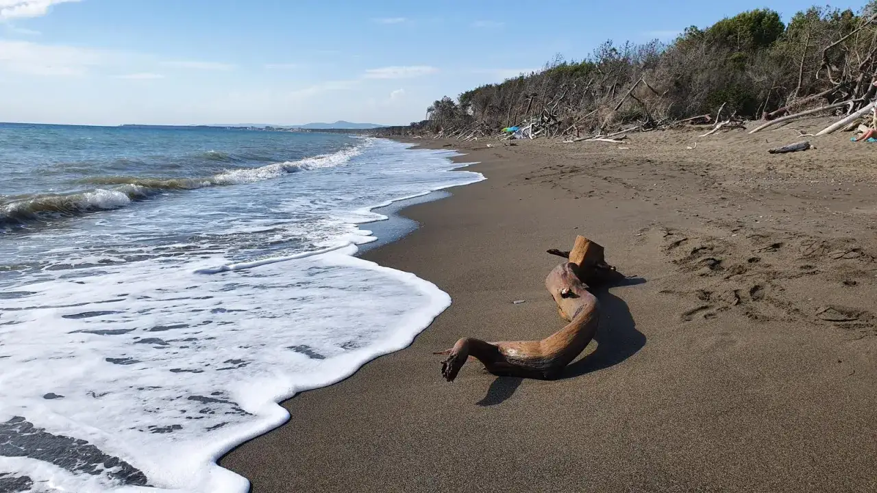 Spiagge più belle di Marina di Cecina: onde che lambiscono la riva sabbiosa, un tronco levigato dal mare e la pineta sullo sfondo.