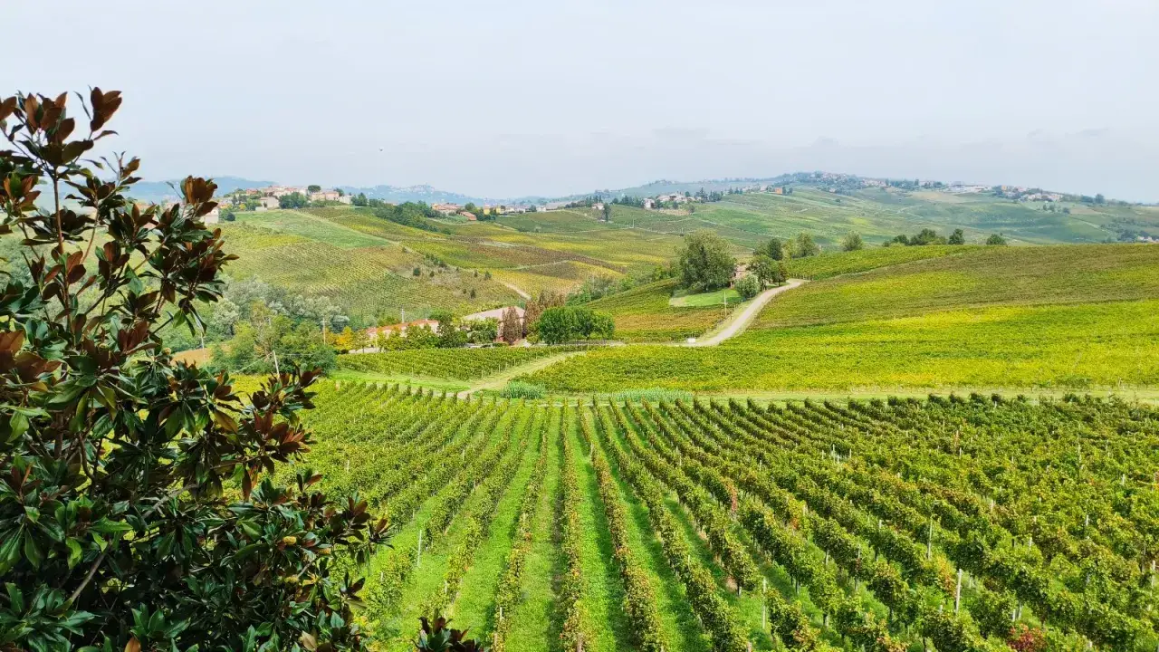 Colline vitate nel Monferrato, un paesaggio incantevole da esplorare. Ecco cosa vedere: vigneti a perdita d'occhio, borghi storici e panorami mozzafiato.