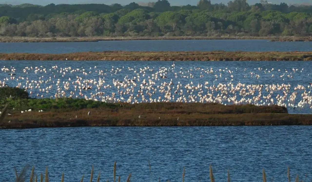 Un mare di fenicotteri rosa popola la laguna di Orbetello, con una rigogliosa vegetazione sullo sfondo.