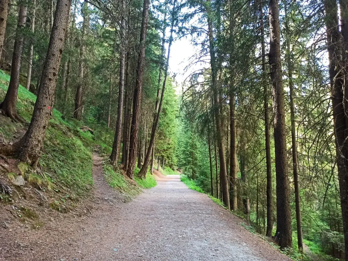 Sentiero nel bosco, ideale per cogne escursioni facili. La strada sterrata serpeggia tra alti alberi di conifere, invitando a una passeggiata rilassante nella natura.