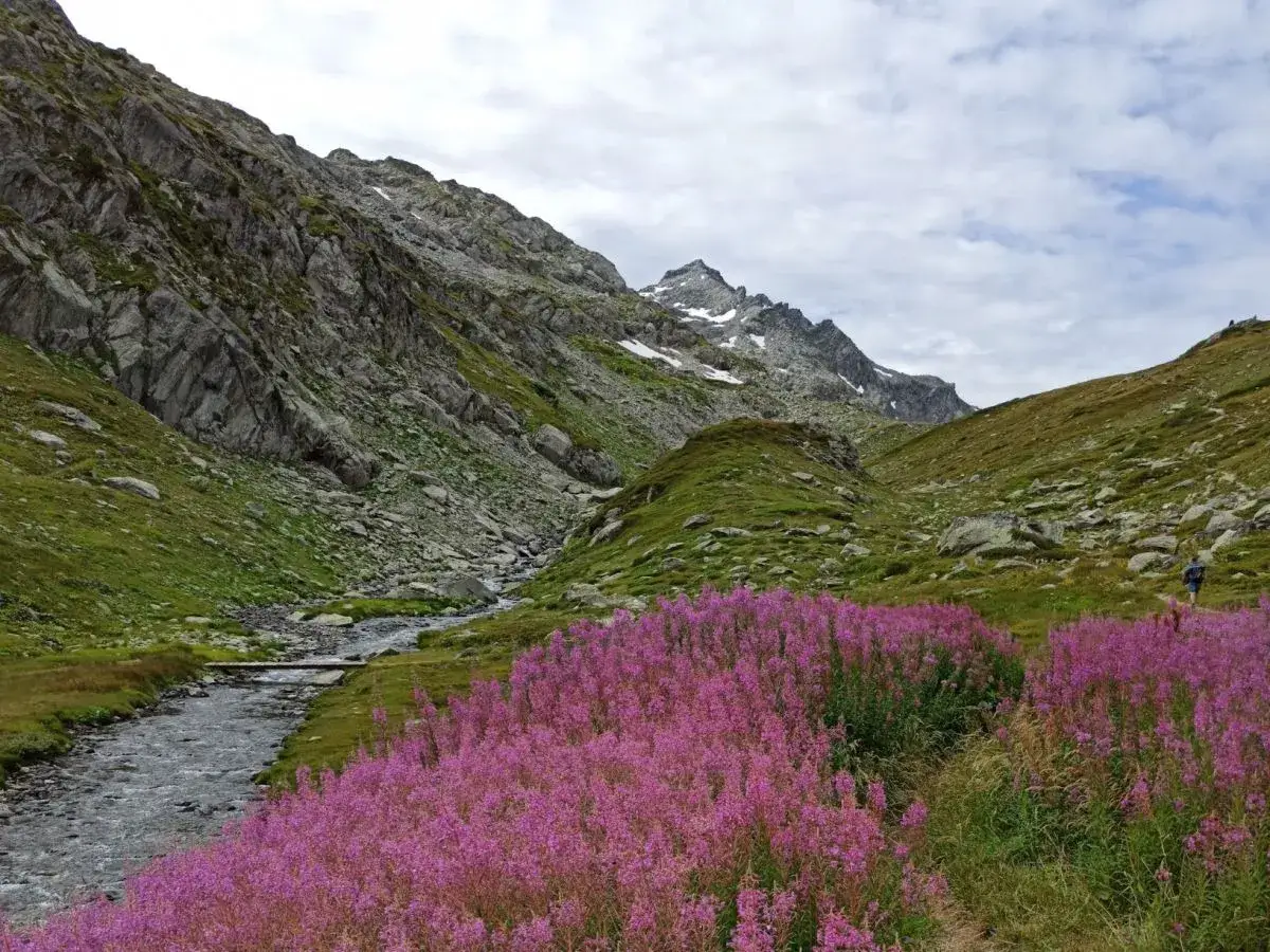 Un sentiero tra fiori viola e un torrente, ideale per scoprire dove andare in Valle d'Aosta in estate.
