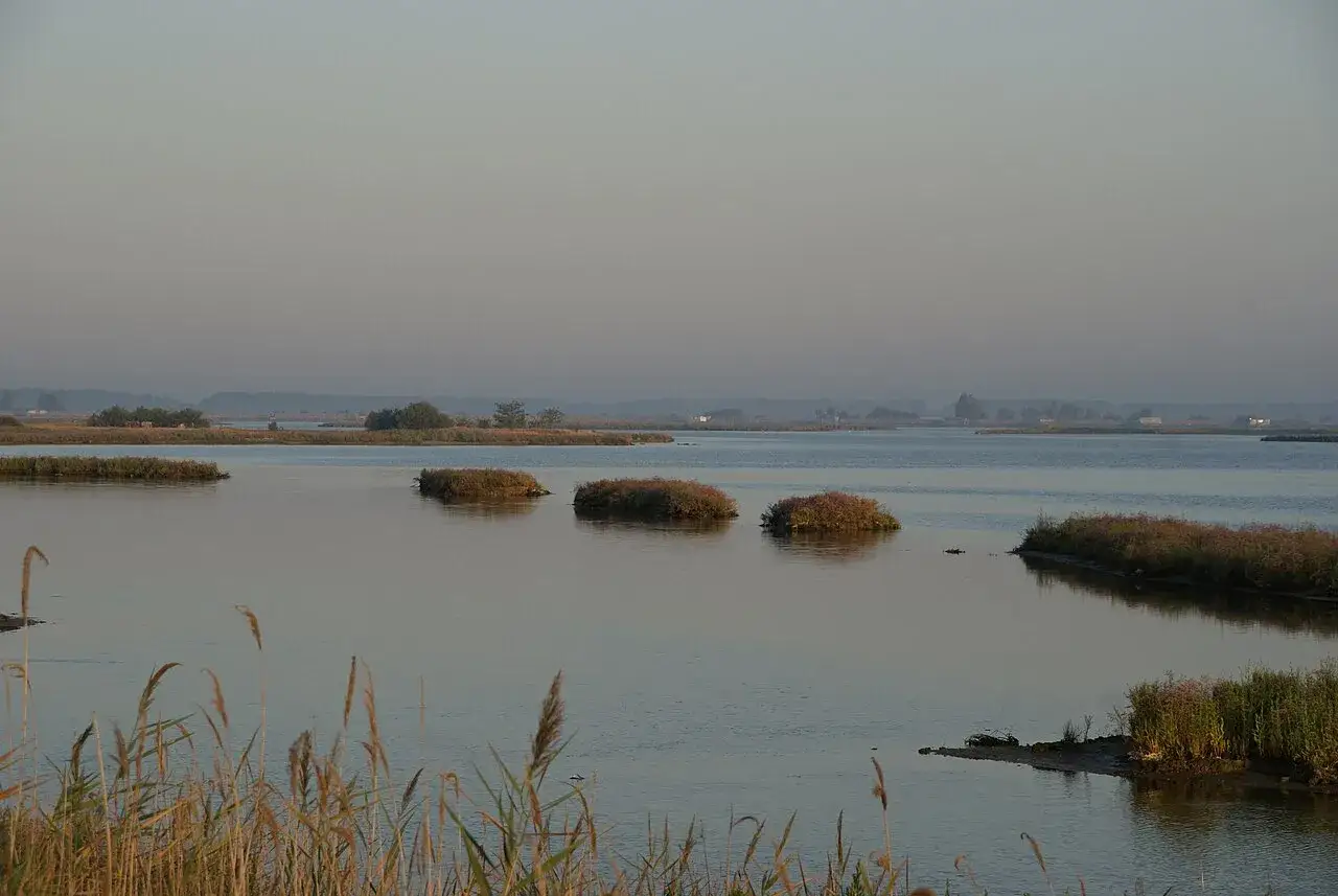 Isole erbose emergono placide nei laghi dell'Emilia Romagna, un paesaggio sereno al tramonto.