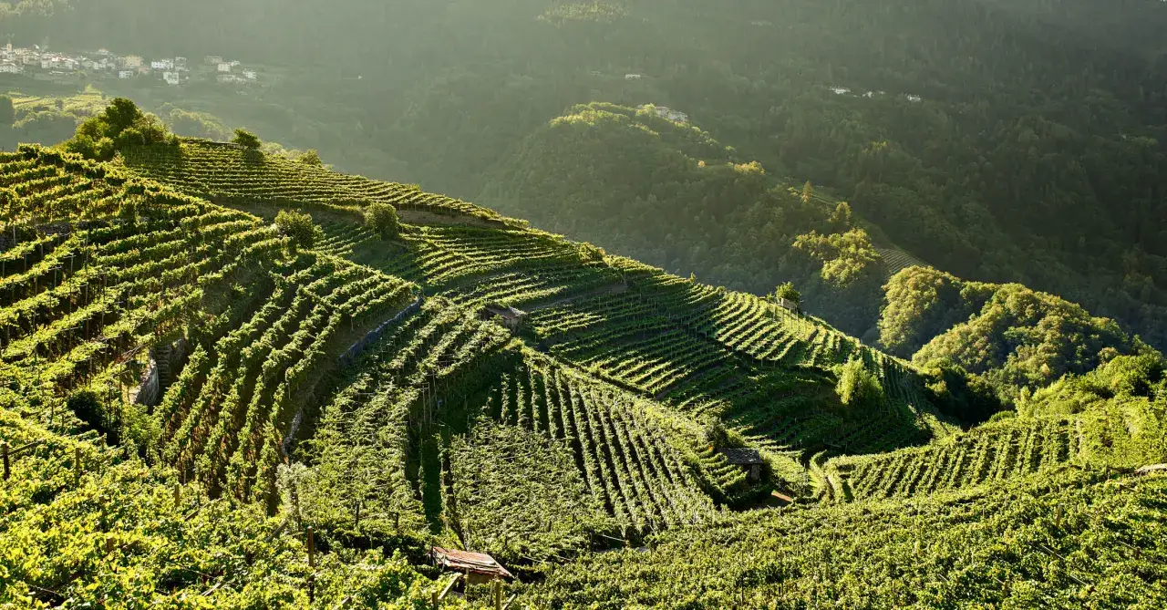 Vigneti terrazzati nel Val di Cembra, illuminati dalla luce dorata del tramonto, con un villaggio sullo sfondo.